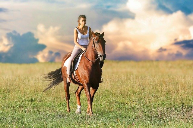 Top 5 Horse Riding Tips For Beginners