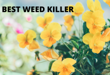 BEST WEED KILLER