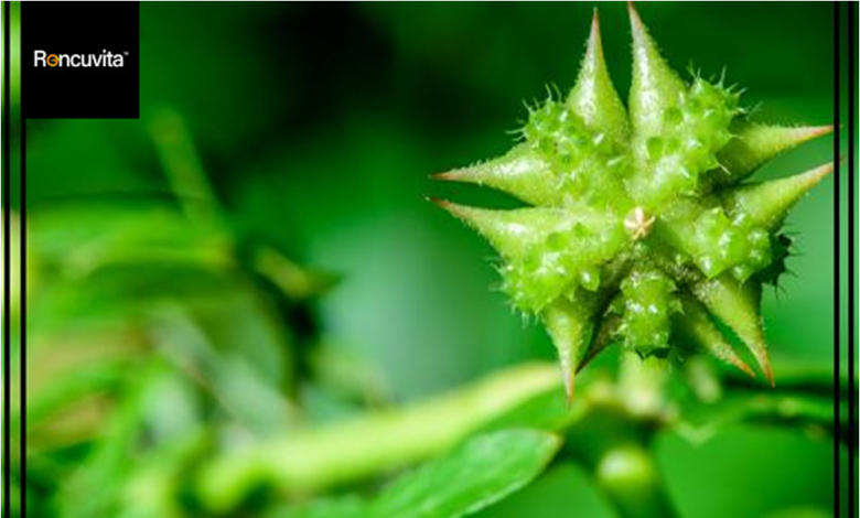 Tribulus Terrestris