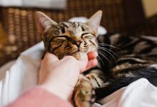 Top 9 Tips For A First Time Cat Owner