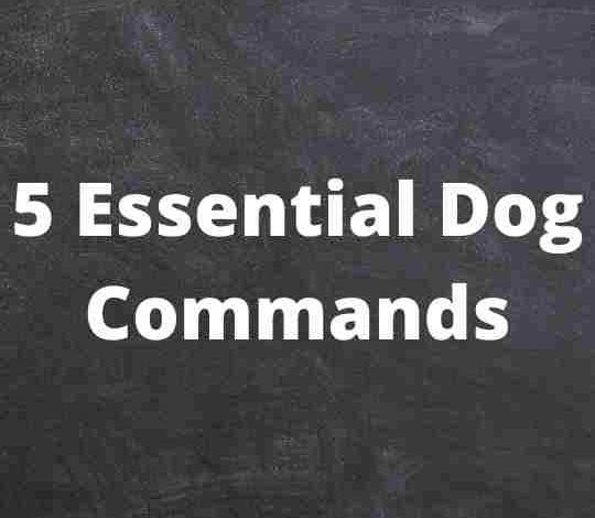 5 Essential Dog Commands