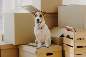 How to Find a New Place to Stay When You Have Pets?