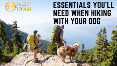 Essentials You'll Need When Hiking With Your Dog