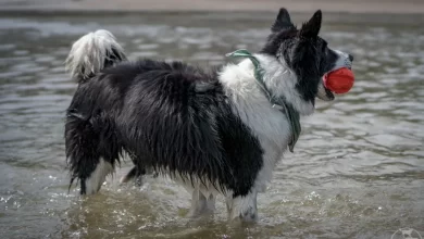 The Fetch Obsession: Why Some Dogs Never Want to Stop Playing